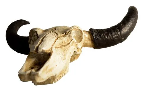 Isolated Rams Skull Stock Photos