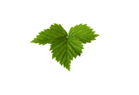 Isolated Raspberry leaves on white background Stock-Fotos