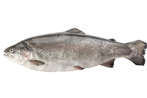 Isolated raw trout Stock Photos