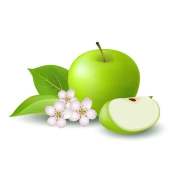 Isolated realistic colored green apple slice and whole juicy fruit with white Stock Illustration