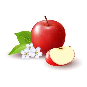 Isolated realistic colored red apple slice and whole juicy fruit with white f Stock Illustration