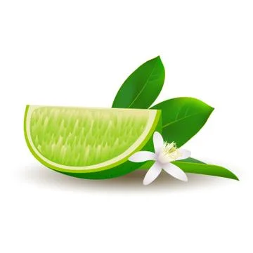 Isolated realistic colored slice of juicy green lime with green leaf, white f Stock Illustration