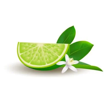 Isolated realistic colored slice of juicy green lime with green leaf, white f Stock Illustration