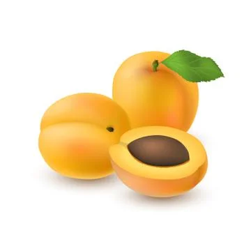 Isolated realistic colored two whole juicy apricots with stick and leaf and h Stock Illustration