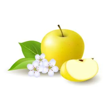 Isolated realistic colored yellow apple slice and whole juicy fruit with whit Stock Illustration