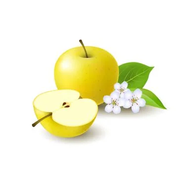 Isolated realistic colored yellow half apple and whole juicy fruit with white Stock Illustration