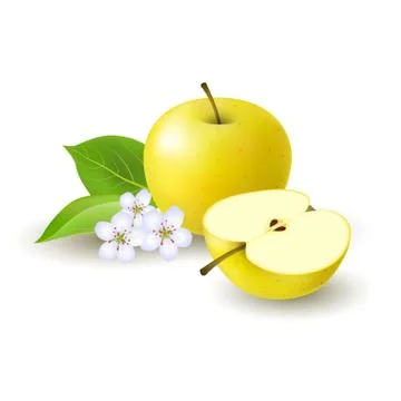 Isolated realistic colored yellow half apple and whole juicy fruit with white Stock Illustration