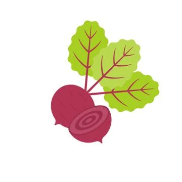 Isolated Red beetroot whole, cut, sliced, flat design vector Stock Illustration