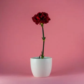Isolated red carnation on colored background Stock Photos