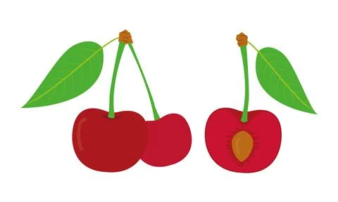 Isolated red cherries on one stem with green leaf on white backdrop. 库存插图