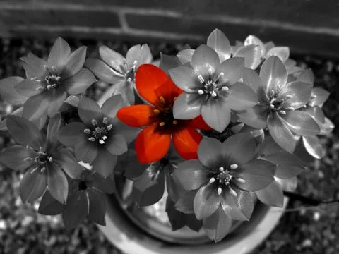 Isolated red flower Fotos Stock