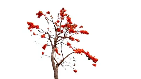Isolated Red-Flowered Tree Branch on White Background Stock Footage 310921826