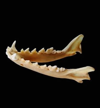 Isolated red fox (Vulpes vulpes) lower jaw on a black background Stock Photos