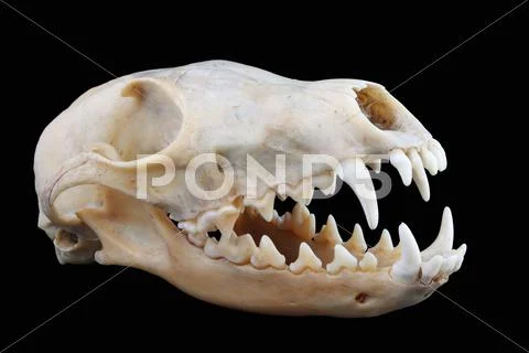 Isolated red fox (Vulpes vulpes) skull on a black background Stock Photos