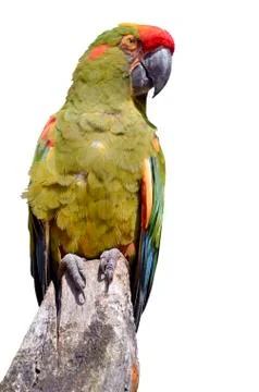 Isolated Red-fronted Macaw perched Stock Photos