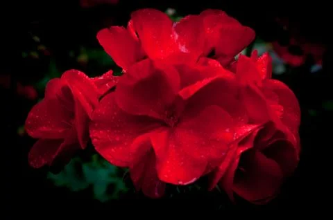 Isolated red geraniums on dark background Stock Photos