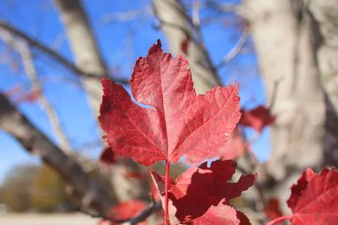 Isolated Red Leaf Stock Photos