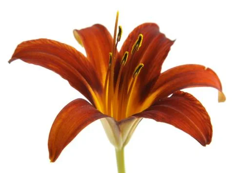Isolated Red Lily on White Stock Photos