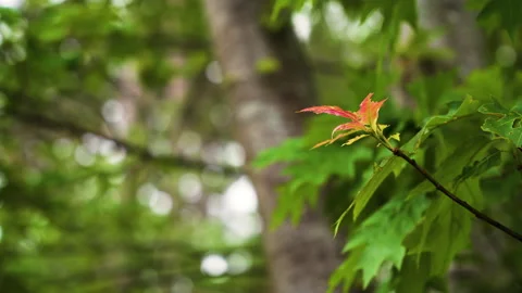 Isolated red maple leaf with lush green forest background with lots of trees Stock Footage 156861693