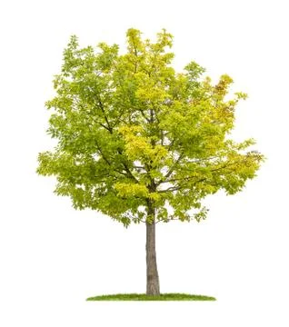 Isolated red oak tree on a white background Stock Photos