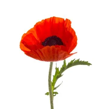 Isolated red poppy Stock Photos