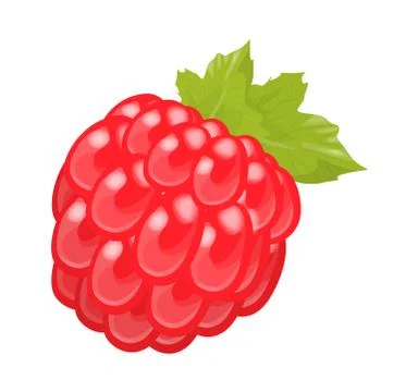 Isolated red raspberry. Stock Illustration