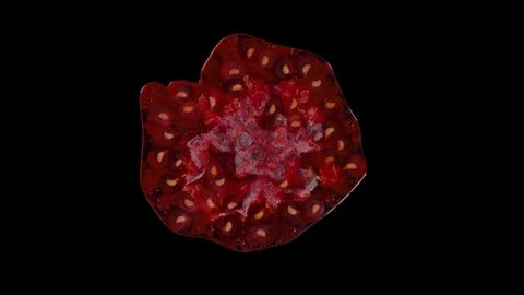 Isolated red raspberry squished in the studio with black background Stock Footage 97122910