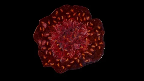 Isolated red raspberry squishes in the studio with black background Stock Footage 97121072