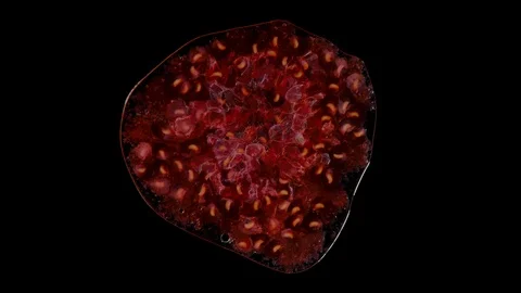 Isolated red raspberry squishes in the studio with black background Stock Footage 97121213