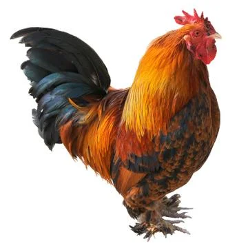 Isolated red rooster Stock Photos