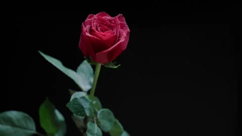 Isolated red rose black background stem green leaves spinning Valentine's Day. Stock Footage 230474232