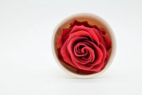 Isolated red rose Stock-Fotos