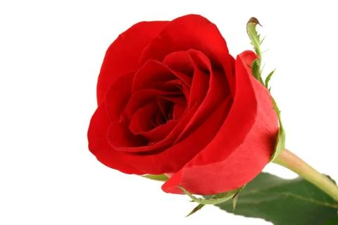 Isolated red rose on white background Stock-Fotos