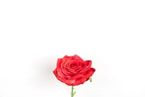 Isolated red rose on white background valentine love romance symbol Stock Photos
