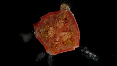 Isolated red tomato flatten out in the studio with black background Vidéo 97122079