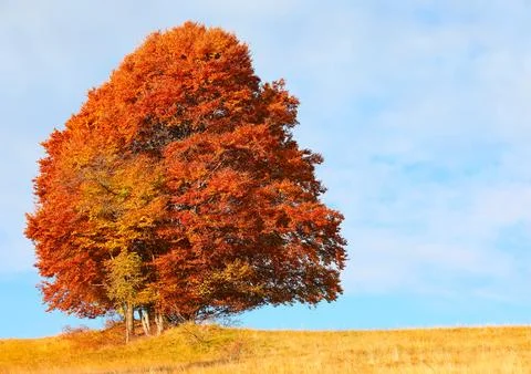 Isolated red tree with red deciduous leaves on the hill in autumn ideal as .. Stock Photos