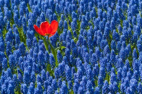 Isolated red tulip on a background of grape hyacinths Stock Photos