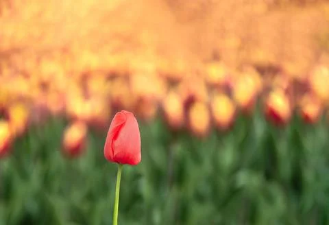 Isolated red tulip on a colored background Stock Photos