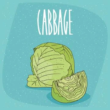 Isolated ripe green cabbage vegetable Illustrazione stock