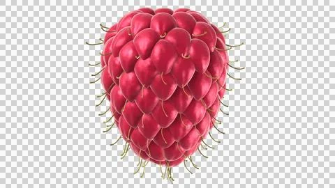 Isolated ripe red raspberry fruit on a clean background. Stock Illustration