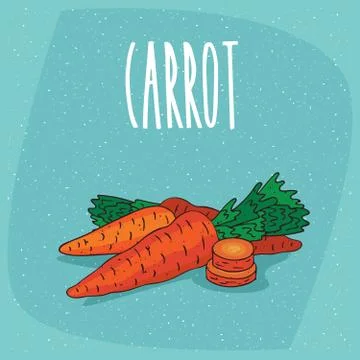 Isolated ripe root vegetables carrot whole and cut Stock Illustration