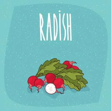 Isolated ripe root vegetables radish whole and cut Stock Illustration