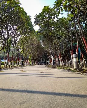 Isolated road with many tree at the edge from flat angle Foto stock