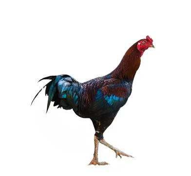 Isolated rooster crowing with clipping path Stock Photos