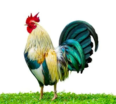 Isolated Rooster In The Grass Stock-Fotos