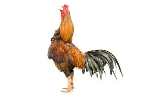 Isolated rooster Stock Photos