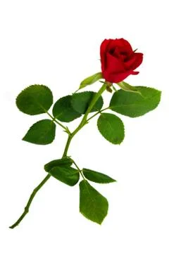 Isolated rose Stock-Fotos