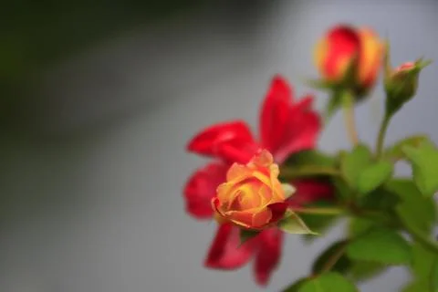 Isolated Rose Stock Photos