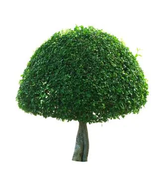 Isolated round tropical tree Stock Photos