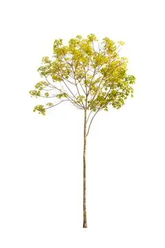 Isolated rubber trees on white background. Stock Photos